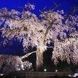 Sakura at Night　ライブ壁紙