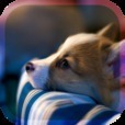 しあわせの犬育成ゲーム3D