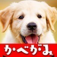 壁紙「かわいい犬」簡単きせかえ壁紙アプリ無料