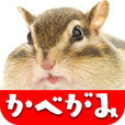 リス壁紙・可愛いシマリス待ち受け画面ライブ壁紙 無料