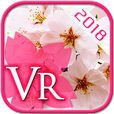 お花見さくらVR