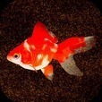 ポケット金魚