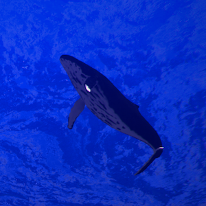 クジラ育成