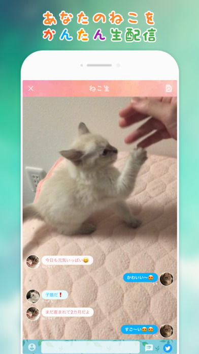 ねこライブのスクリーンショット_2