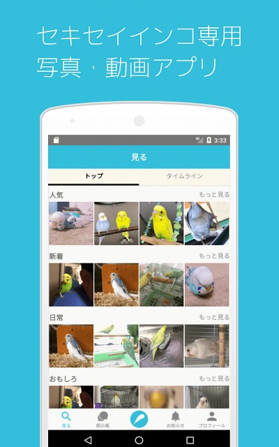 セキセイの木ーインコ専門写真・動画共有SNSのスクリーンショット_1