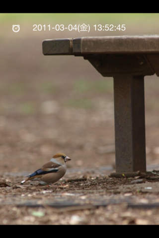 日本野鳥の会監修 野鳥図鑑のスクリーンショット_4