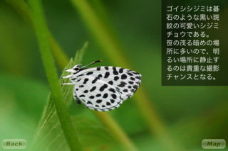 Japanese Butterflies 12 Selection Vol1のスクリーンショット_2