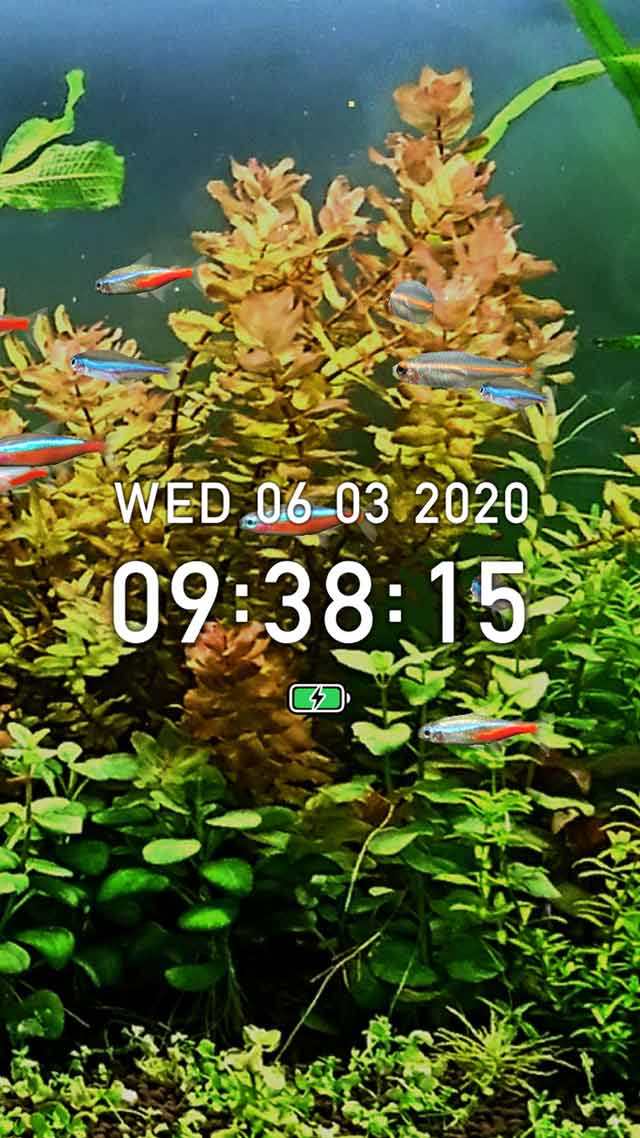 ミニアクア: のんびり癒しの熱帯魚 淡水アクアリム水槽のスクリーンショット_3