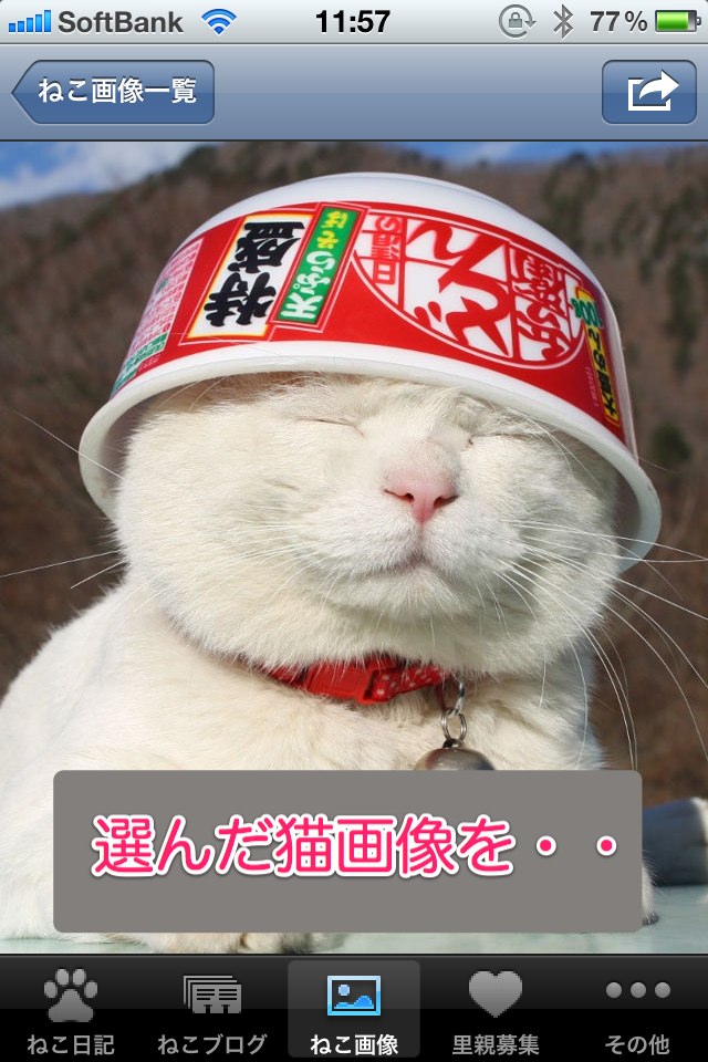 日刊ねこ新聞-猫情報まとめのスクリーンショット_4
