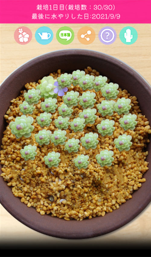 ムシトリスミレ栽培シミュレーションのスクリーンショット_3