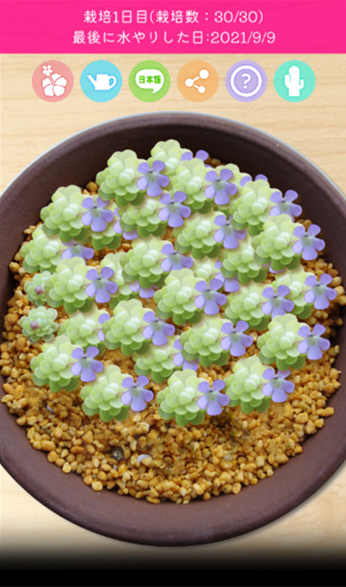 ムシトリスミレ栽培シミュレーションのスクリーンショット_4