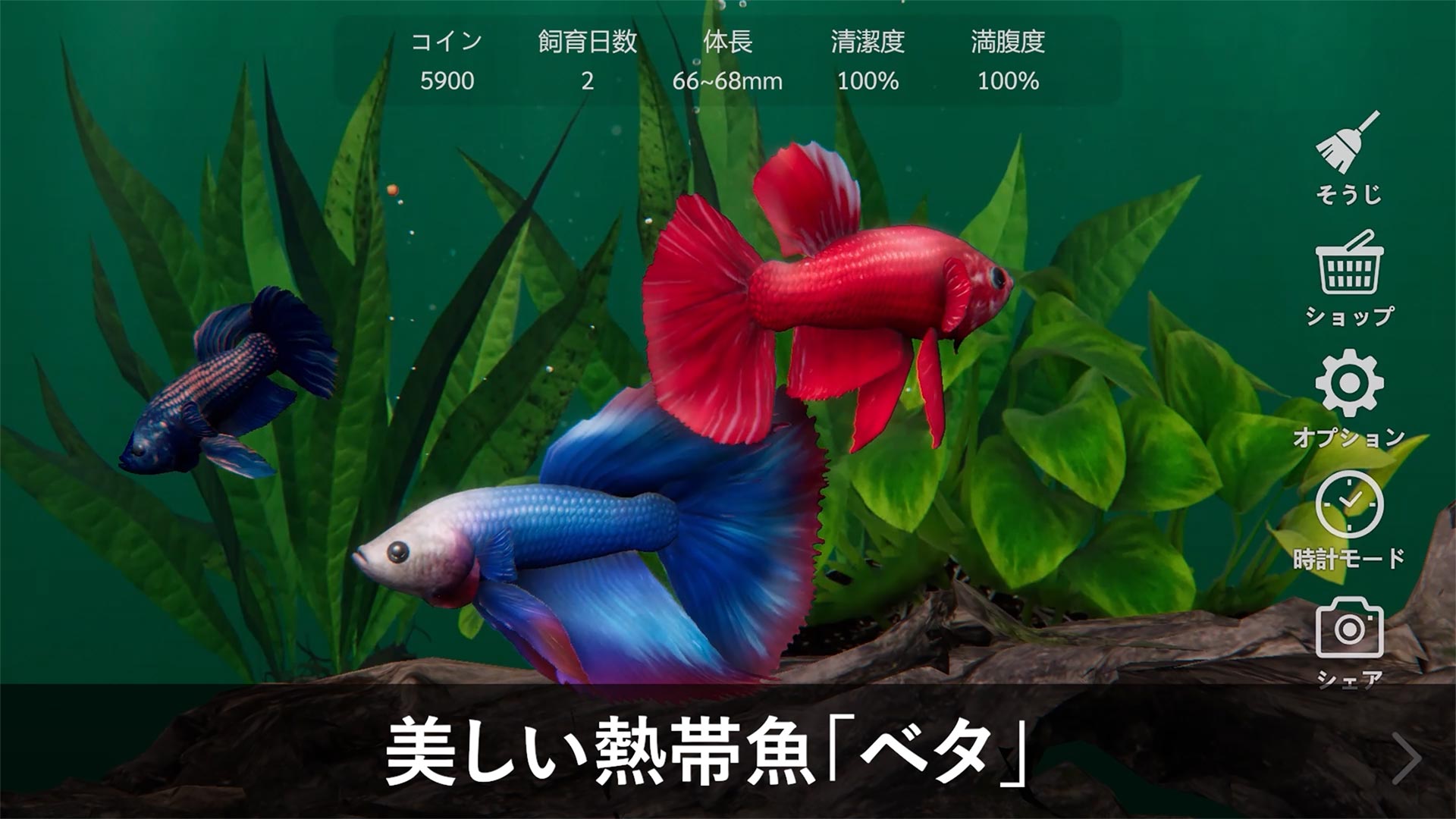 ベタリウム - 癒しの熱帯魚育成のスクリーンショット_1