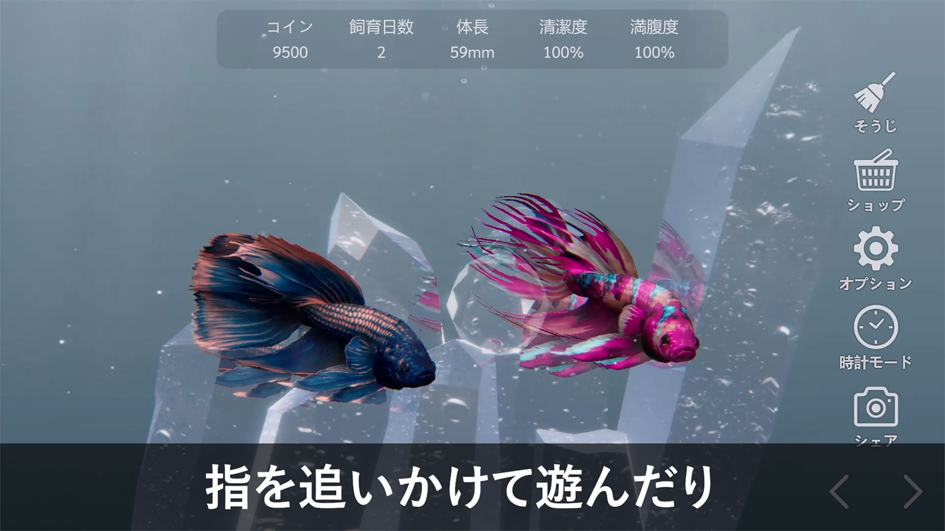 ベタリウム - 癒しの熱帯魚育成のスクリーンショット_3