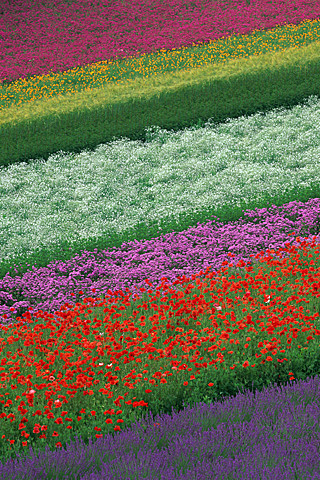 日本の美しい街並み 写真集のスクリーンショット_4