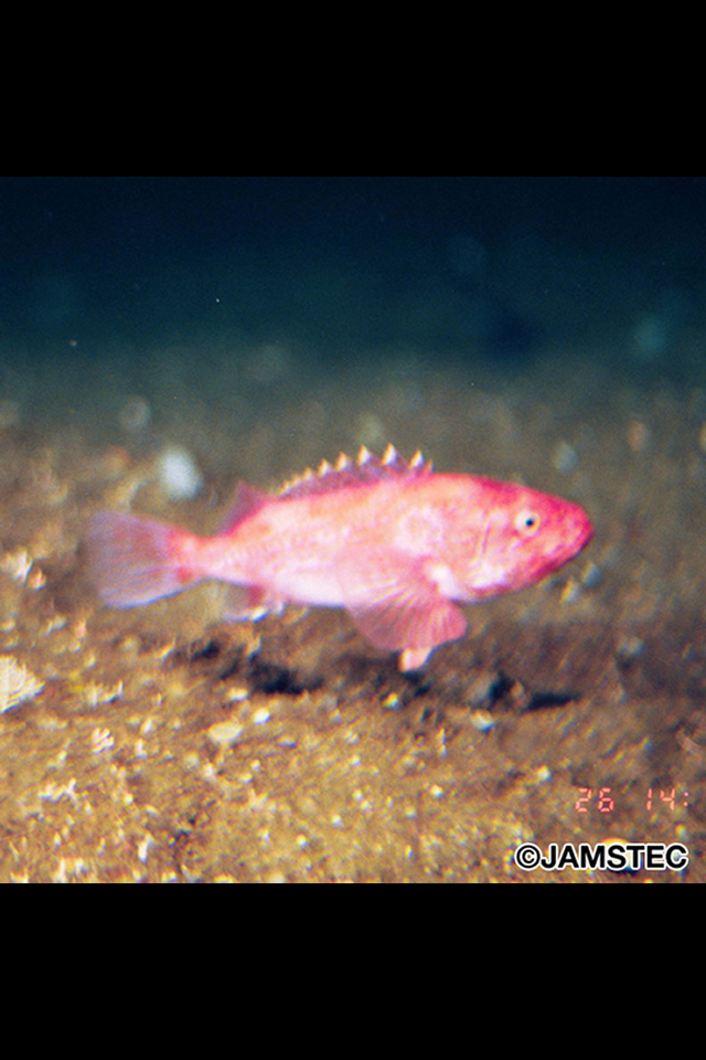 カワイイどうぶつ＆ペット写真集のスクリーンショット_1