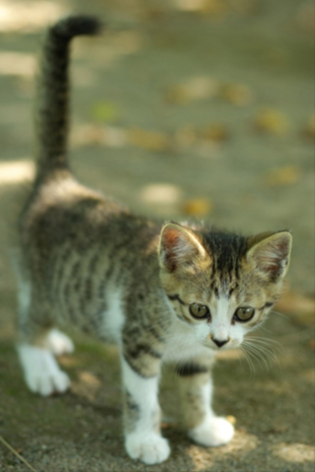 カワイイどうぶつ＆ペット写真集のスクリーンショット_2