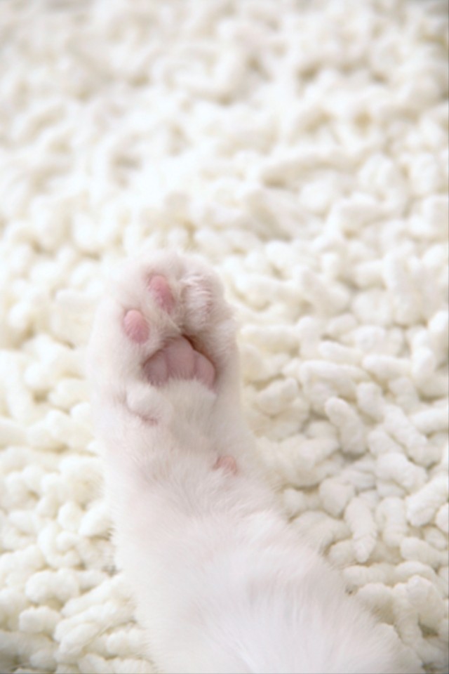 カワイイどうぶつ＆ペット写真集のスクリーンショット_3