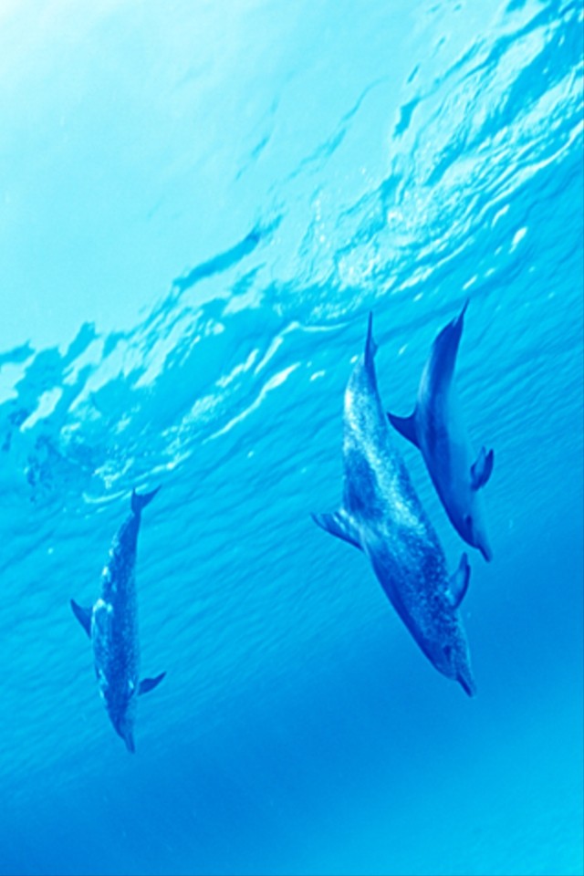 カワイイどうぶつ＆ペット写真集のスクリーンショット_4