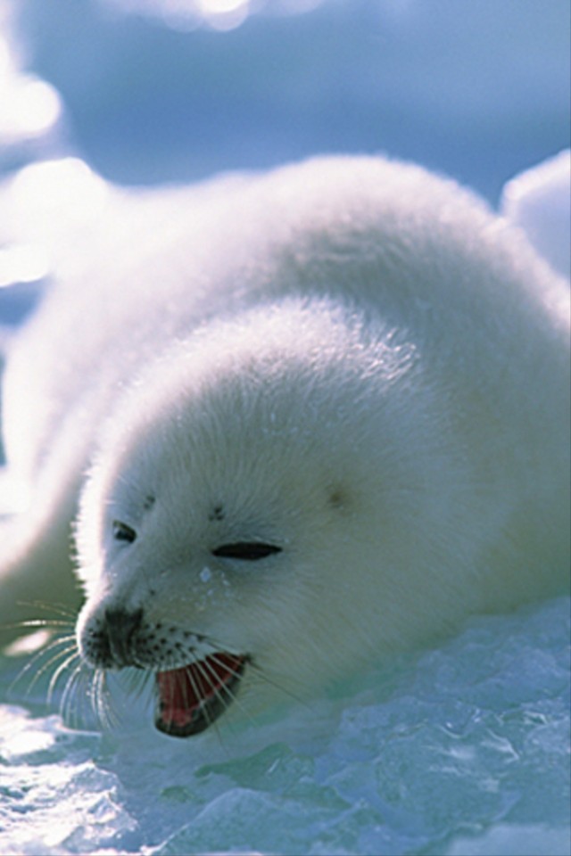 カワイイどうぶつ＆ペット写真集のスクリーンショット_5