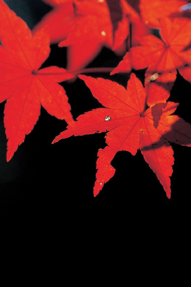 自然/風景 写真集のスクリーンショット_5