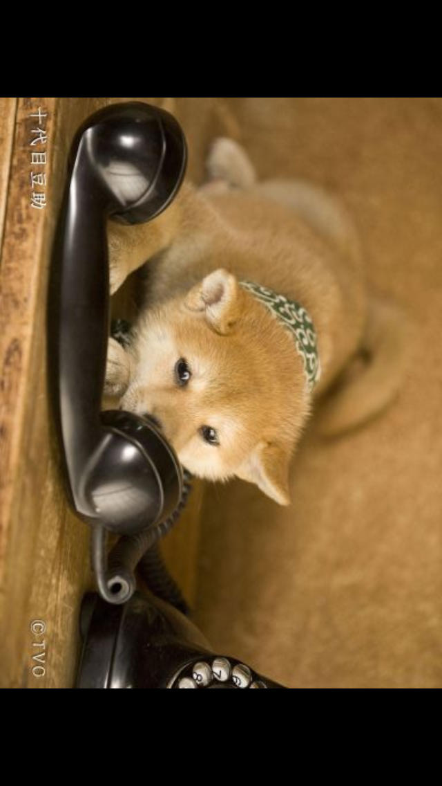 豆助～和風総本家 八、九、十代目豆助写真集～のスクリーンショット_2