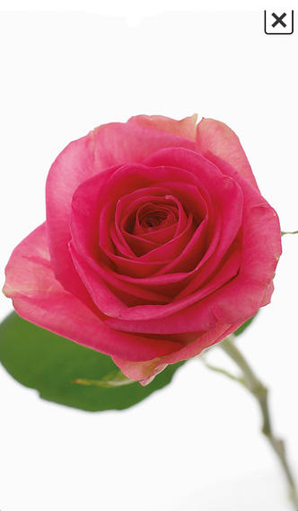 バラ図鑑by花時間のスクリーンショット_5