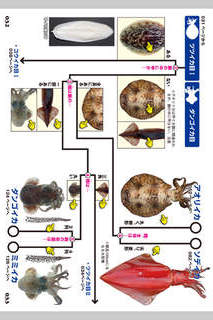 イカ・タコ識別図鑑のスクリーンショット_2