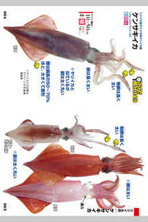 イカ・タコ識別図鑑のスクリーンショット_4