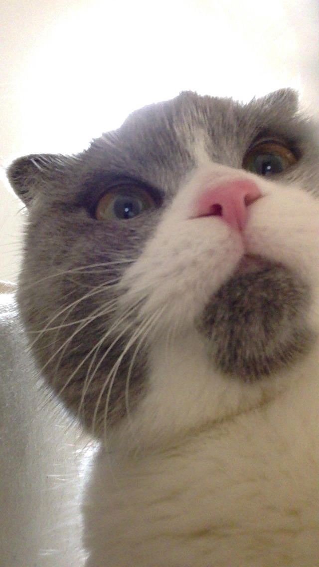 にゃんこ撮り！猫専用自分撮りカメラのスクリーンショット_2