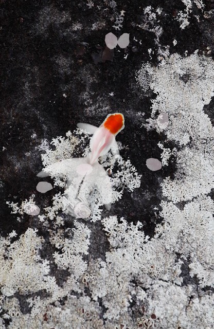 KingyoArtのスクリーンショット_2