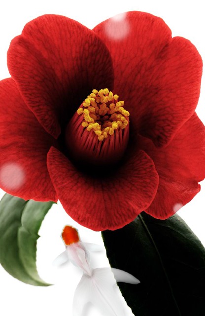 KingyoArtのスクリーンショット_3