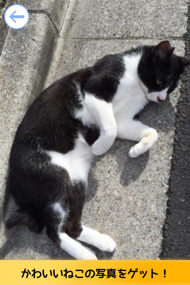 神経衰弱-リアルねこ編!のスクリーンショット_5