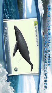 リアルホエール　くじらをさがそう！のスクリーンショット_4