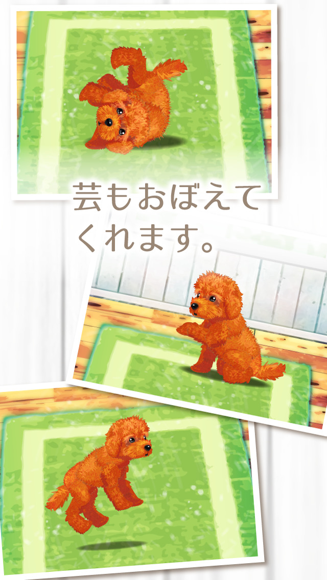 癒しの子犬育成ゲーム〜トイプードル編〜（無料）のスクリーンショット_2