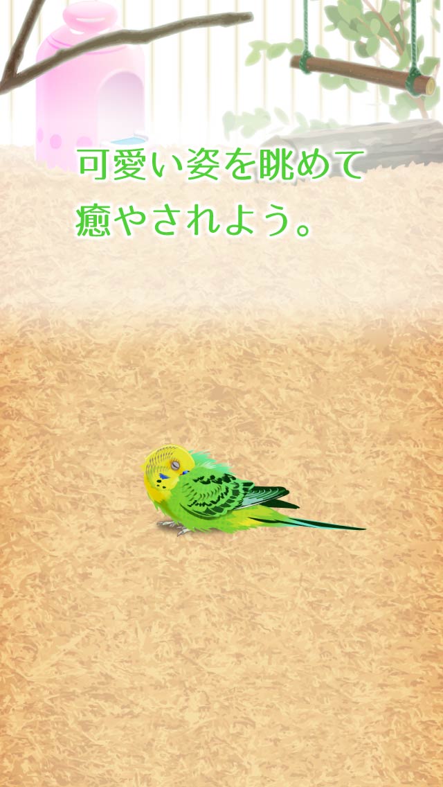 癒しのインコ育成ゲームのスクリーンショット_3